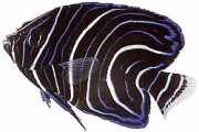 Pomacanthus semicirculat... Semicircles
