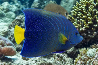 Pomacanthus semicirculatus Semicircles
