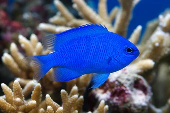 Pomacentrus alleni Young lady