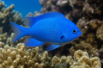 Pomacentrus caeruleus Blue-green lady