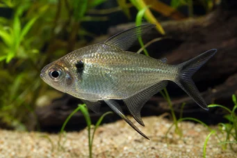 Poptella longipinnis Long fins tetra