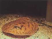 Potamotrygon hystrix Marbled freshwater line