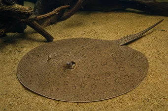 Potamotrygon hystrix Marbled freshwater line