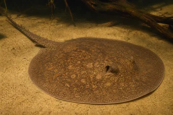 Potamotrygon laticeps Réie à Aiguillon Common