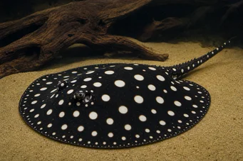 Potamotrygon leopoldi Leopold freshwater line