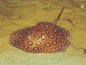 Potamotrygon motoro Océlée freshwater past...