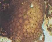 Potamotrygon reticulatus Rebuilded freshwater lin...
