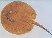 Potamotrygon schroederi Schroder pastenague, ray...