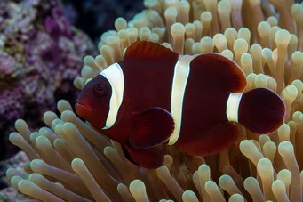 Premnas biaculeatus Thorny clown
