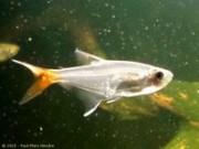 Prionobrama filigera Red -tailed glass Charac...