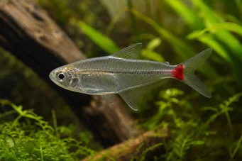 Prionobrama filigera Red -tailed glass Characin