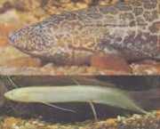 Protopterus aethiopicus aethiopicus Ethiopia protopter