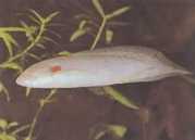 Protopterus annectens annectens African dipneuste