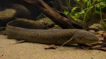Protopterus annectens annectens African dipneuste