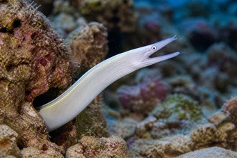 Pseudechidna brummeri White ribbon wall