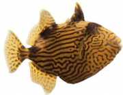 Pseudobalistes fuscus Vermiculated