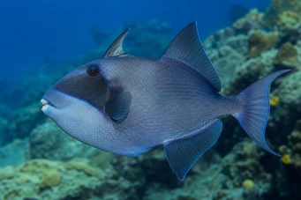Pseudobalistes fuscus