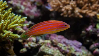 Pseudocheilinus hexataenia
