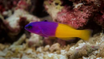 Pseudochromis paccagnellae