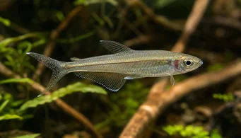 Pseudocorynopoma doriae Kite