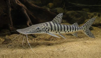 Pseudoplatystoma fasciata Tiger