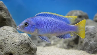 Pseudotropheus acei (Acei)