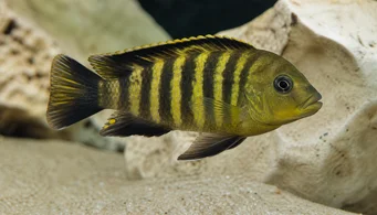 Pseudotropheus crabo Pseudotropheus chameleon