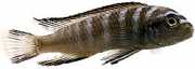 Pseudotropheus elongatus Elongated cichlid