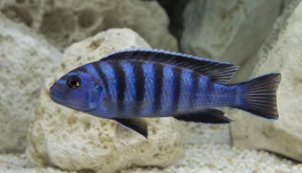 Pseudotropheus elongatus (Elongated cichlid)