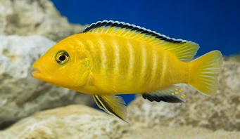 Pseudotropheus lombardoi (Pseudotropheus lombardoi)