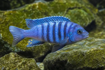 Pseudotropheus tropheops (Yellow)
