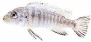 Pseudotropheus zebra Malawi's cichlid