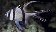 Pterapogon kauderni Apogon of Banggaï