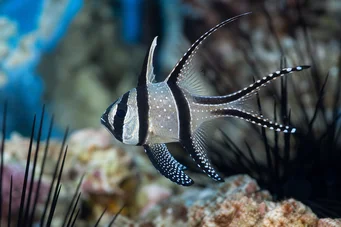 Pterapogon kauderni Apogon of Banggaï