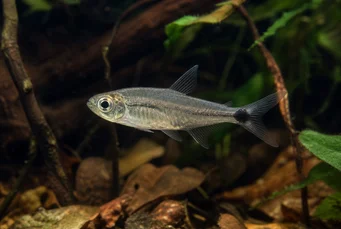Pterobrycon myrnae Brycon (tetra) in fins