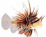 Pterois radiata Radiated scoring fish