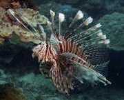 Pterois volitans Scoring fish