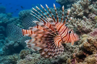 Pterois volitans Scoring fish