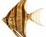 Pterophyllum altum Scalar altum