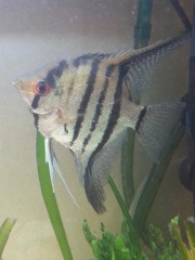 Pterophyllum scalare Scalar