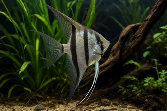 Pterophyllum scalare (Scalar)