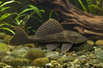 Pterygoplichthys anisitsi