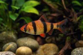 Puntius fasciatus Bearded strawberry, bearded fire