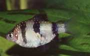 Puntius nigrofasciatus Red head beardbus, beard...
