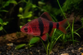 Puntius nigrofasciatus Red head beardbus, bearded nigor