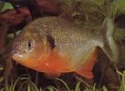 Pygocentrus caribe Scapular sparanha