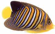 Pygoplites diacanthus HOLACANTHE-DUC