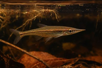 Pyrrhulina beni Pyrrhulina Beni