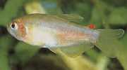 Rachoviscus graciliceps Gracile Characin