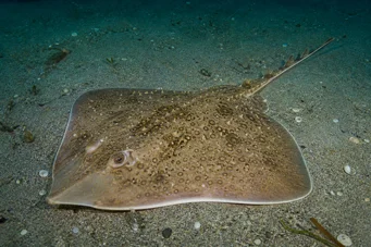 Raja clavata Curly line